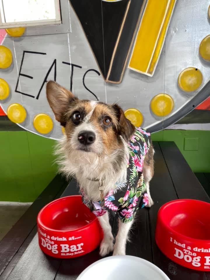 A small dog in a floral shirt beside V9's Dog Bar water bowls
