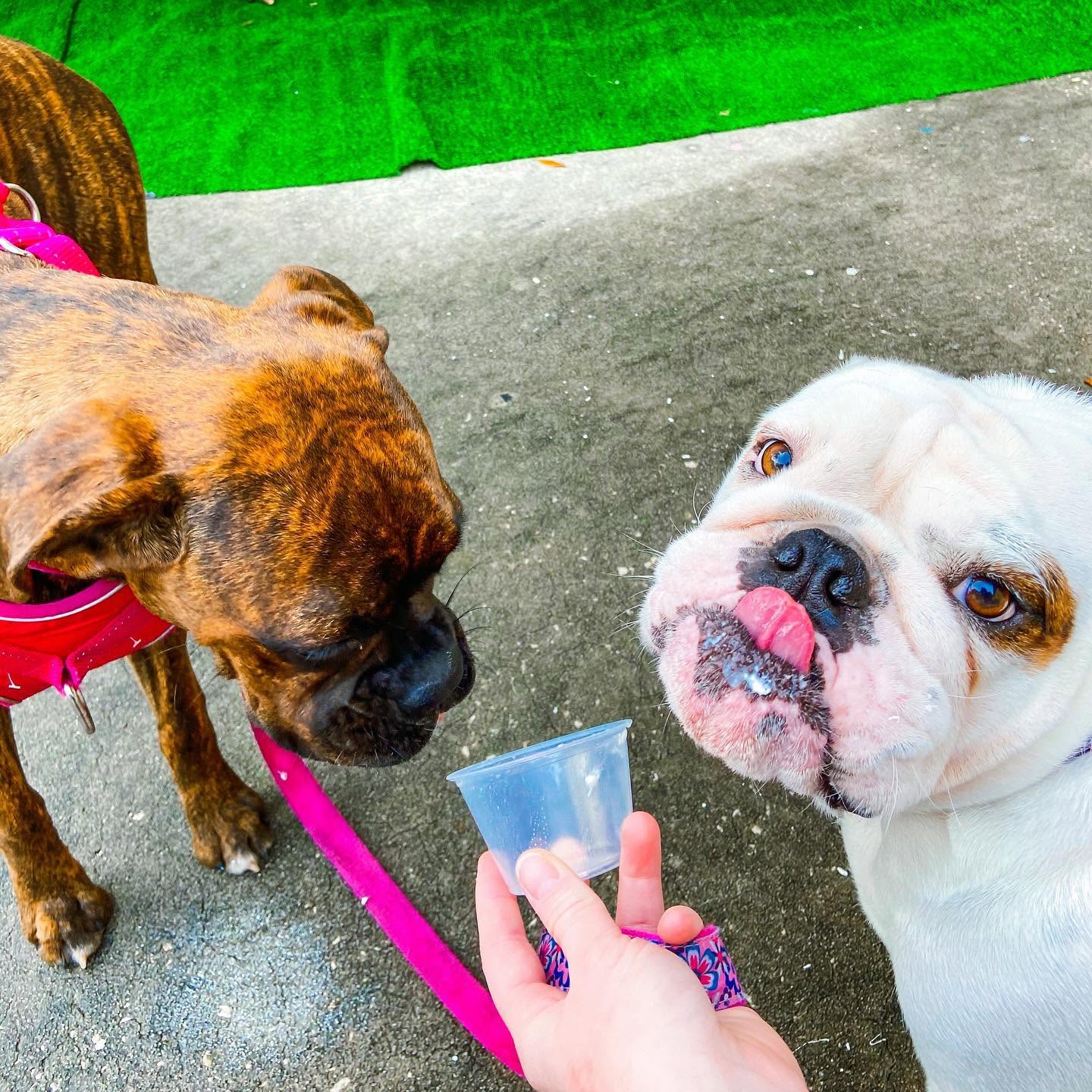 Two dogs sharing a free V9 pup cup of whipped cream on the patio