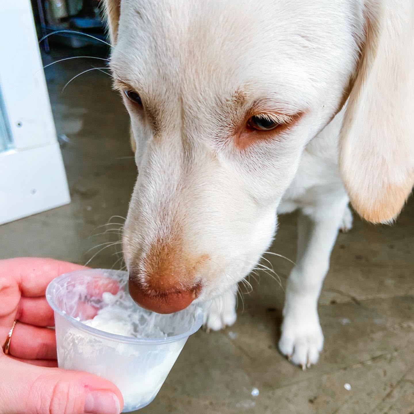 A white dog licking whipped cream from a free pup cup